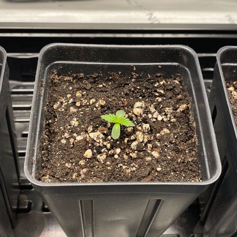Hella Jelly ~ H.S.C growlog timeline photo