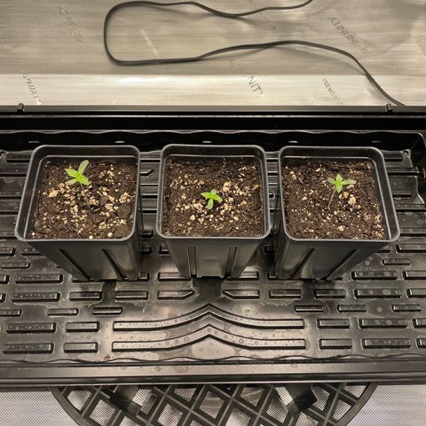 Hella Jelly ~ H.S.C growlog timeline photo