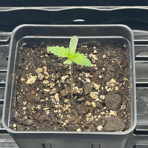 Hella Jelly ~ H.S.C growlog timeline photo
