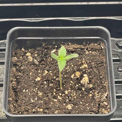 Hella Jelly ~ H.S.C growlog timeline photo