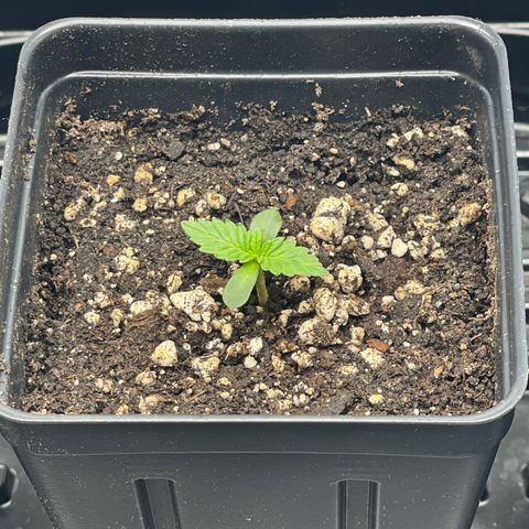 Hella Jelly ~ H.S.C growlog timeline photo