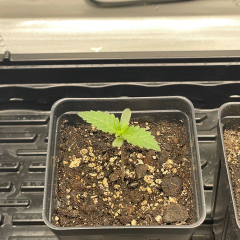 Hella Jelly ~ H.S.C growlog photo: Day 6 babies looking good.