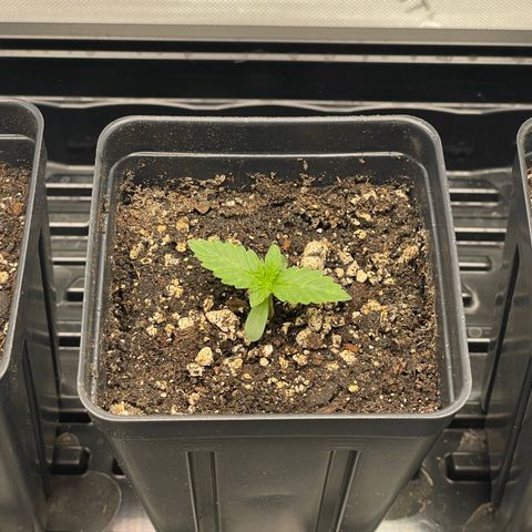 Hella Jelly ~ H.S.C growlog photo: Day 6 babies looking good.