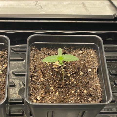 Hella Jelly ~ H.S.C growlog photo: Day 6 babies looking good.