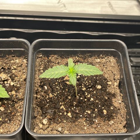 Hella Jelly ~ H.S.C growlog photo: First water since sprouting.