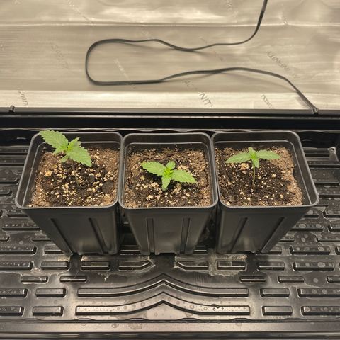 Hella Jelly ~ H.S.C growlog photo: First water since sprouting.