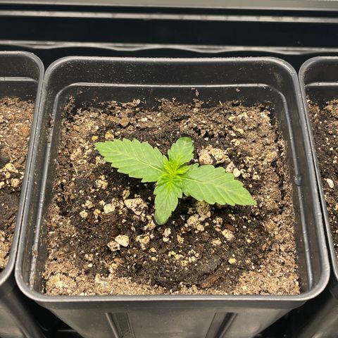 Hella Jelly ~ H.S.C growlog photo: First water since sprouting.