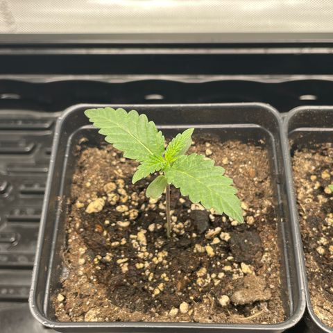 Hella Jelly ~ H.S.C growlog photo: First water since sprouting.