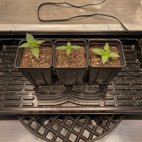 Hella Jelly ~ H.S.C growlog timeline photo