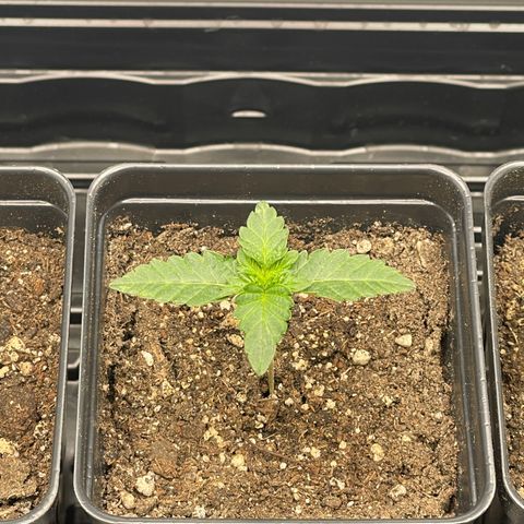 Hella Jelly ~ H.S.C growlog timeline photo