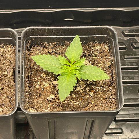 Hella Jelly ~ H.S.C growlog timeline photo