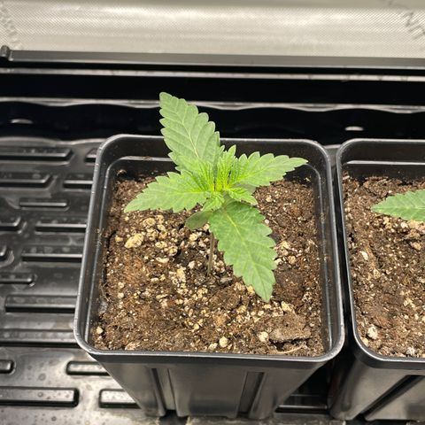 Hella Jelly ~ H.S.C growlog timeline photo