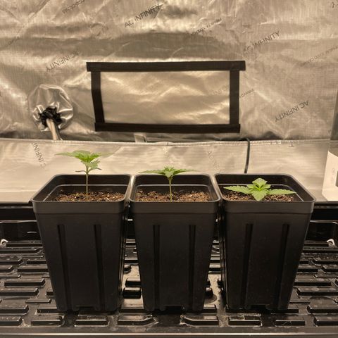 Hella Jelly ~ H.S.C growlog timeline photo