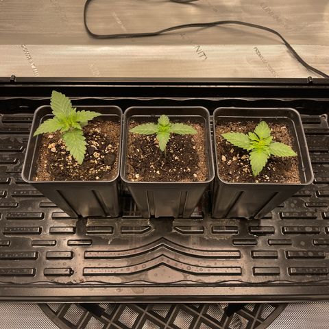 Hella Jelly ~ H.S.C growlog timeline photo