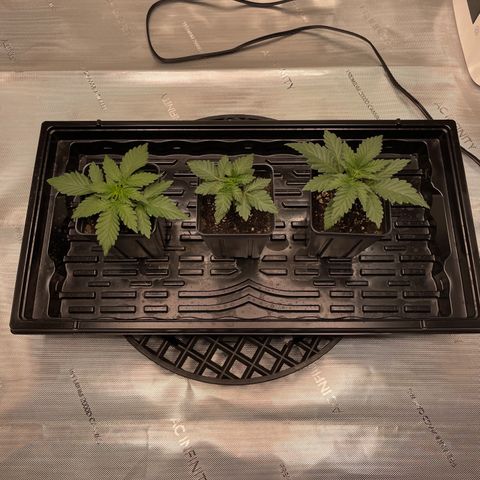 Hella Jelly ~ H.S.C growlog timeline photo