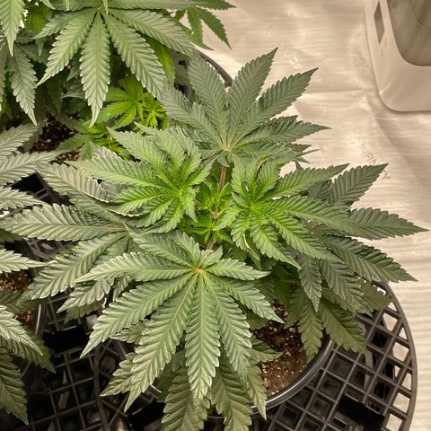 Hella Jelly ~ H.S.C growlog timeline photo