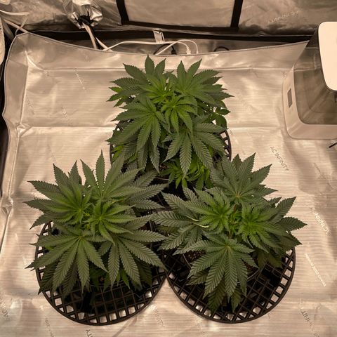 Hella Jelly ~ H.S.C growlog timeline photo