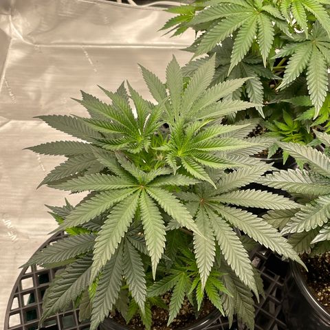 Hella Jelly ~ H.S.C growlog timeline photo
