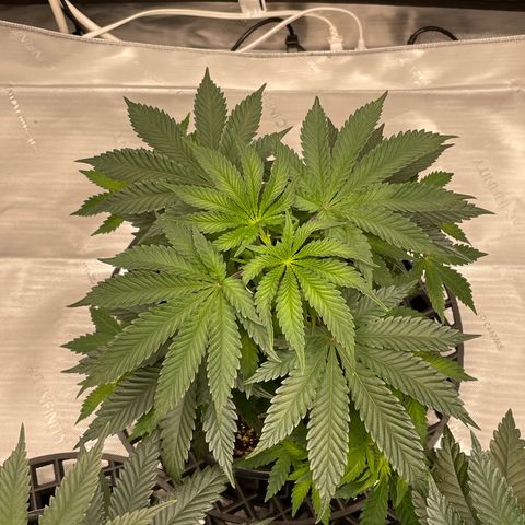 Hella Jelly ~ H.S.C growlog timeline photo