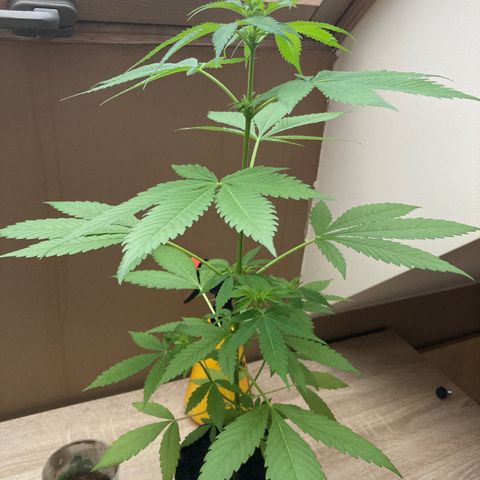 Power Russian growlog timeline photo