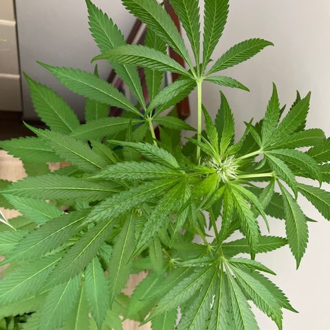 Power Russian growlog timeline photo
