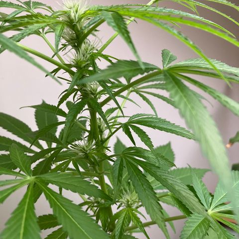 Power Russian growlog timeline photo
