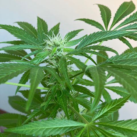 Power Russian growlog timeline photo