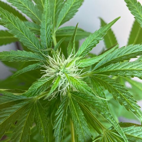 Power Russian growlog timeline photo