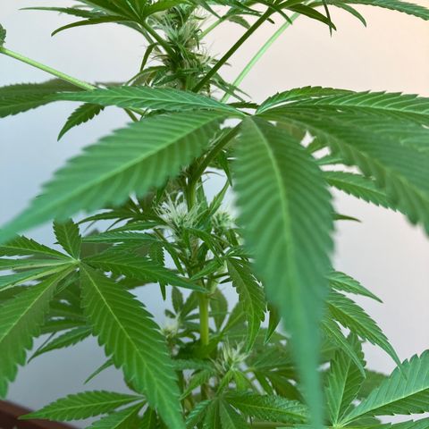 Power Russian growlog timeline photo