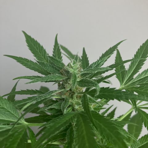 Power Russian growlog timeline photo