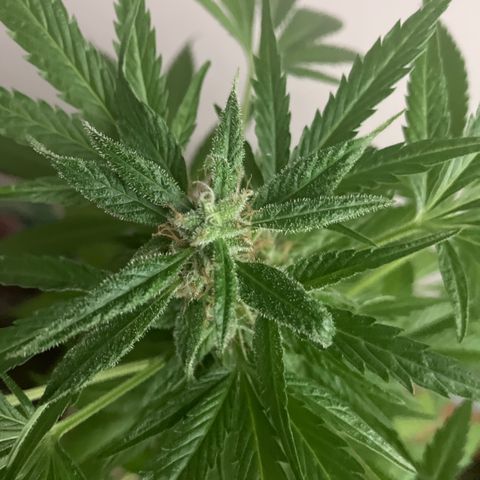 Power Russian growlog timeline photo