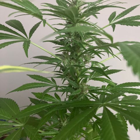 Power Russian growlog timeline photo
