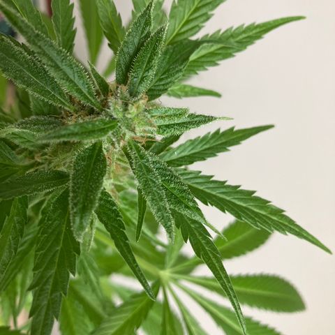 Power Russian growlog timeline photo