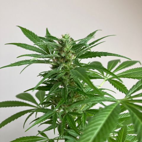 Power Russian growlog timeline photo
