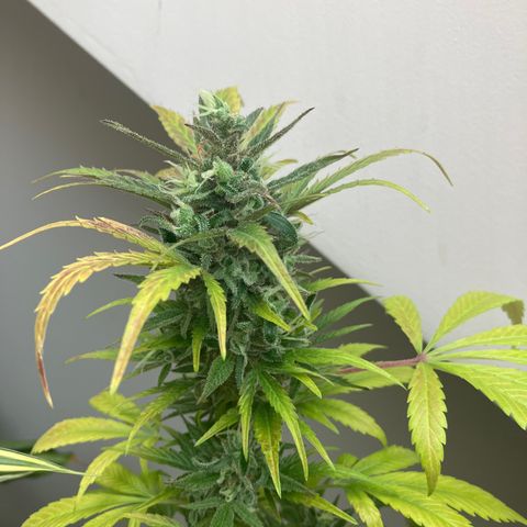 Power Russian growlog timeline photo
