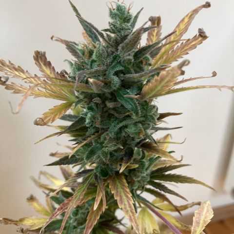 Power Russian growlog timeline photo