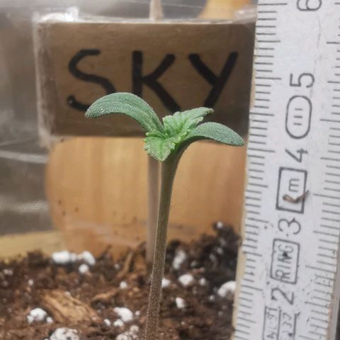 Sky growlog timeline photo