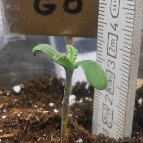 GO growlog timeline photo