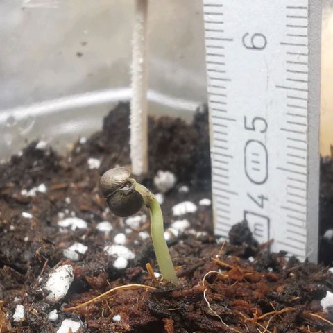 Chem growlog timeline photo