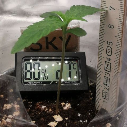 Sky growlog timeline photo