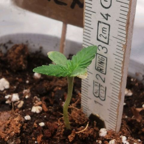 Chem growlog timeline photo