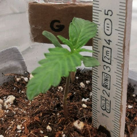 GO growlog timeline photo