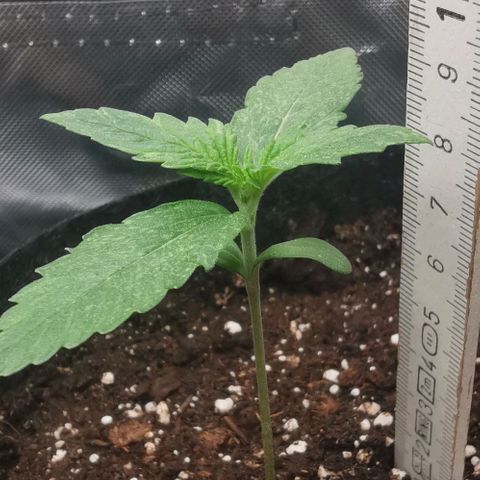 Sky growlog timeline photo