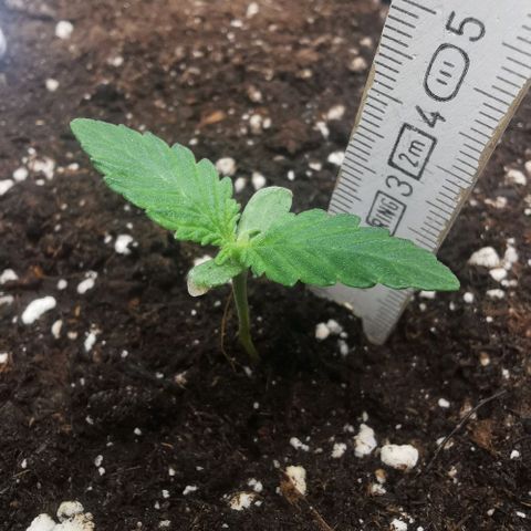 Chem growlog timeline photo
