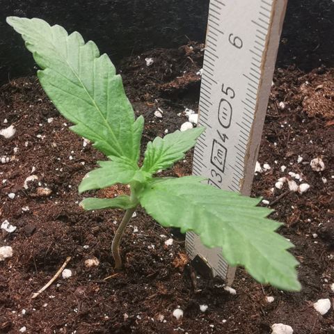 GO growlog timeline photo