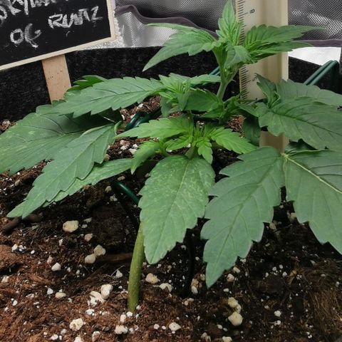 Sky growlog timeline photo