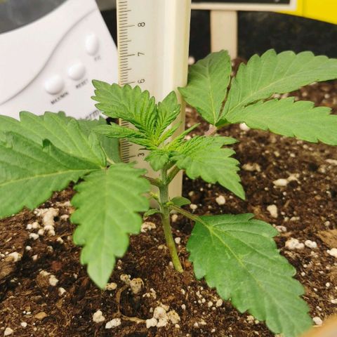 Chem growlog timeline photo