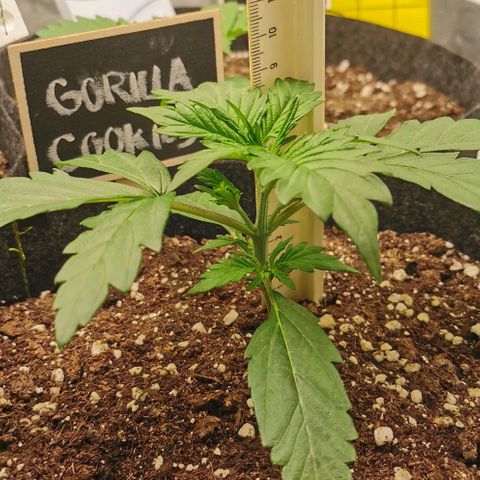 GO growlog timeline photo