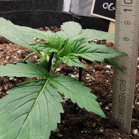 Sky growlog timeline photo
