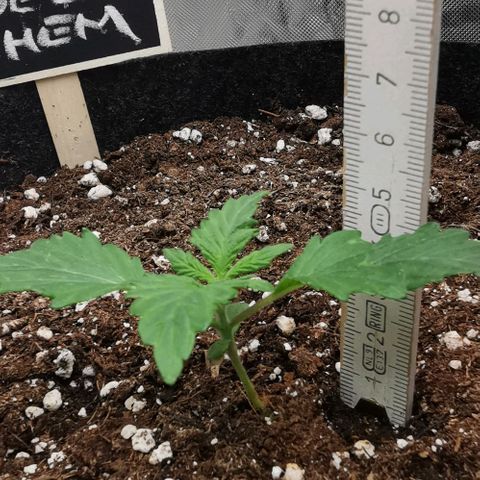 Chem growlog timeline photo